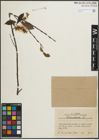 Foto von Salix pentandra L.